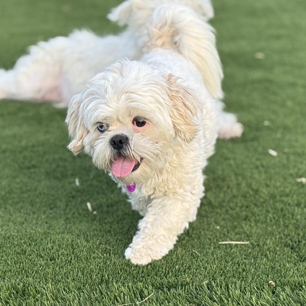 Ringo, Adoptable, Adult Male Shih Tzu.