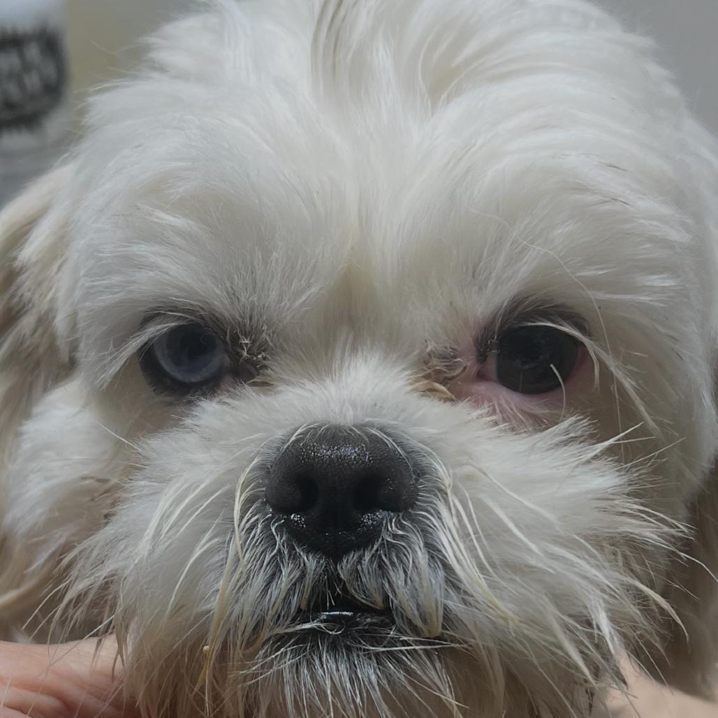 Enlarge Ringo, a Adoptable Shih Tzu in Phoenix, AZ image 5/6