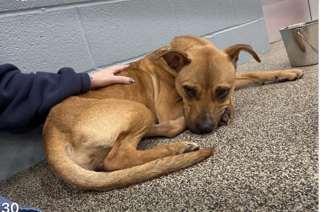 Klover, ADOPTABLE, Young Female Terrier.