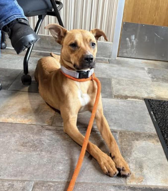 Enlarge Klover, a ADOPTABLE mixed breed in Youngstown, OH image 4/6