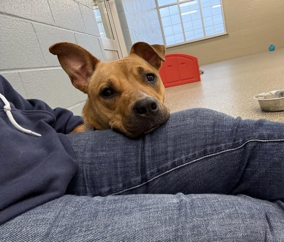 Enlarge Klover, a ADOPTABLE mixed breed in Youngstown, OH image 6/6