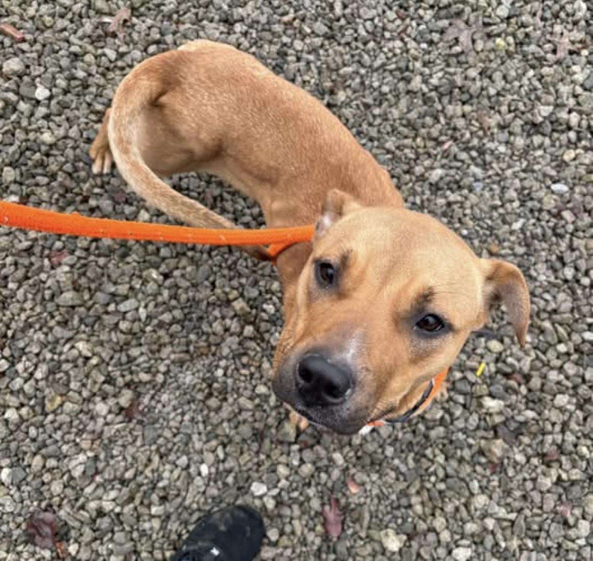 Enlarge Klover, a ADOPTABLE mixed breed in Youngstown, OH image 5/6