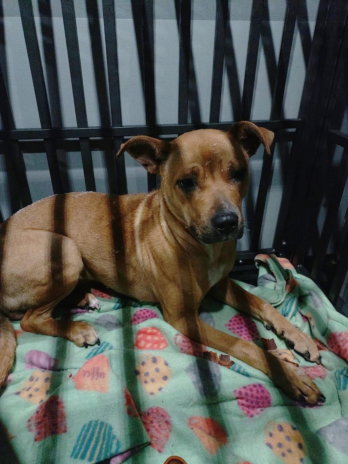 Enlarge Klover, a ADOPTABLE mixed breed in Youngstown, OH image 3/6