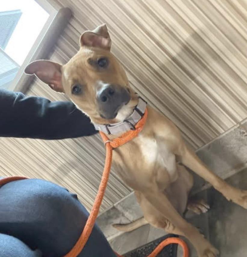 Enlarge Klover, a ADOPTABLE mixed breed in Youngstown, OH image 2/6