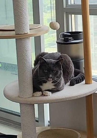 David, a Adoptable Domestic Short Hair in Toronto, ON image 2/6