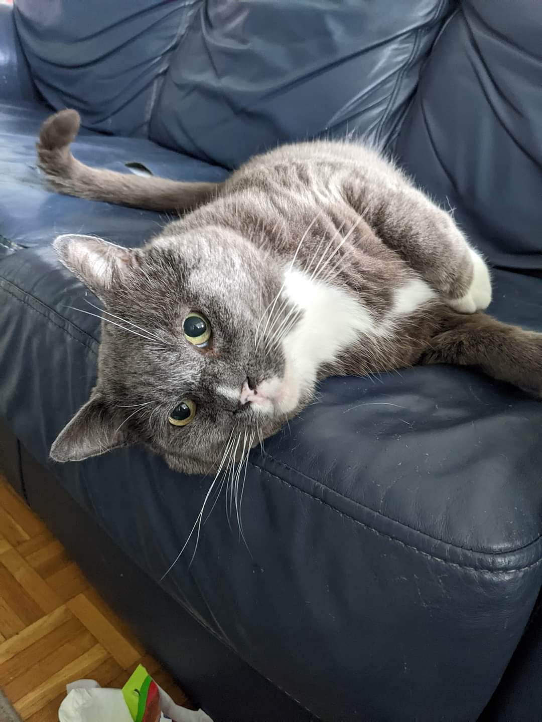 David, a Adoptable Domestic Short Hair in Toronto, ON image 5/6