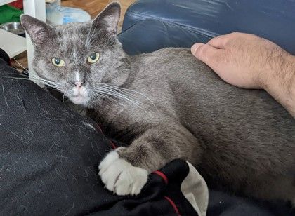 David, a Adoptable Domestic Short Hair in Toronto, ON image 4/6