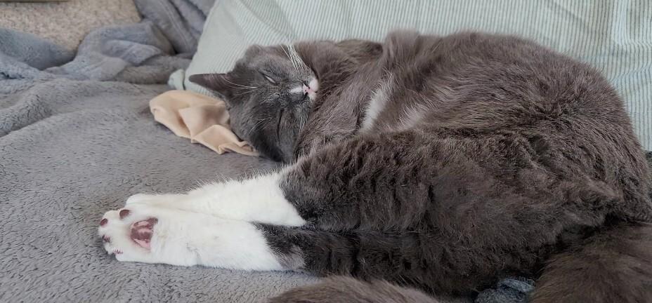 David, Adoptable, Senior Male Domestic Short Hair.