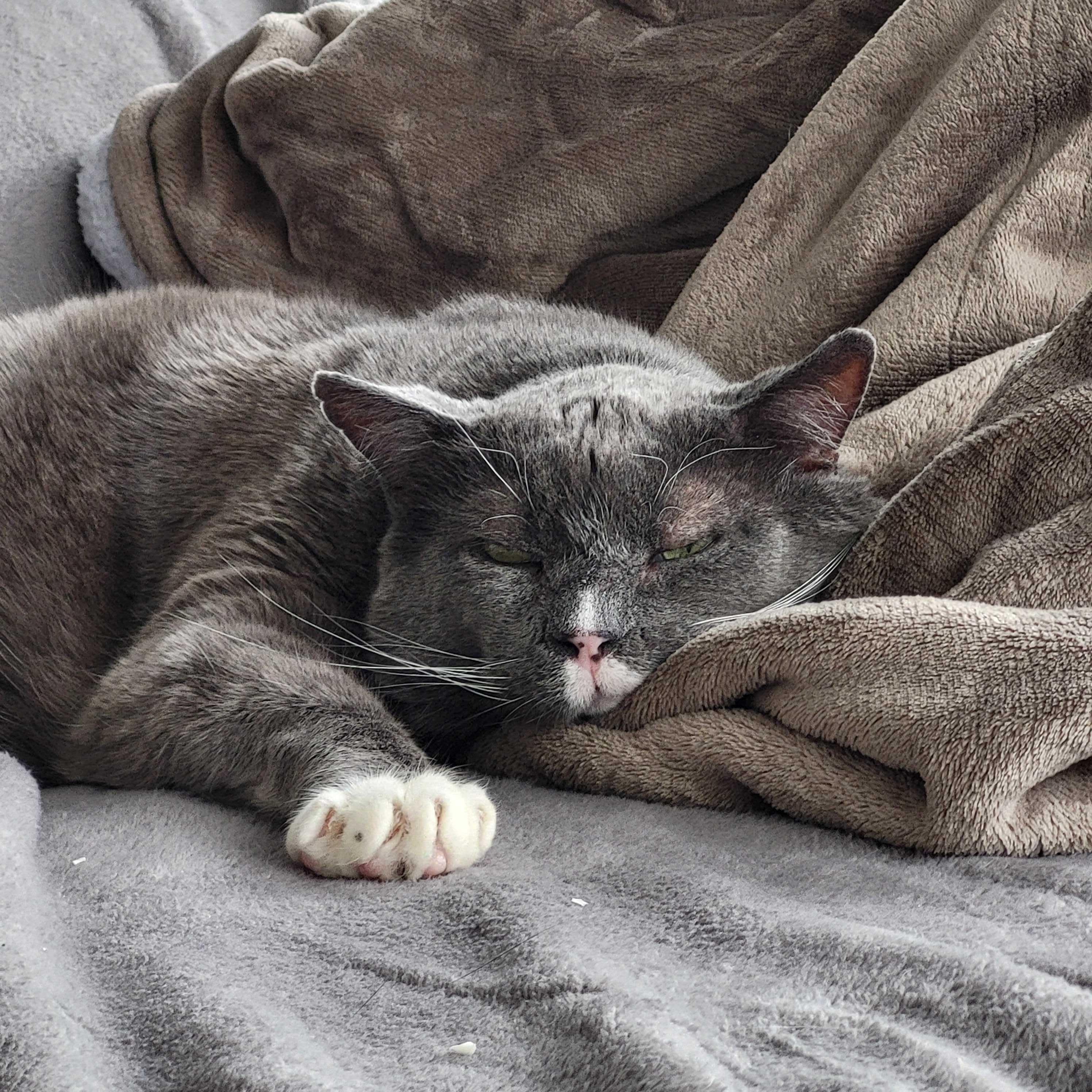 David, a Adoptable Domestic Short Hair in Toronto, ON image 6/6