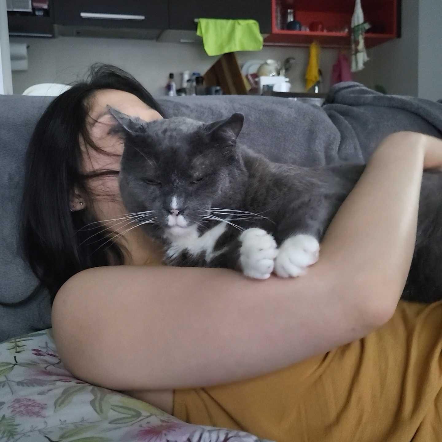 David, a Adoptable Domestic Short Hair in Toronto, ON image 3/6