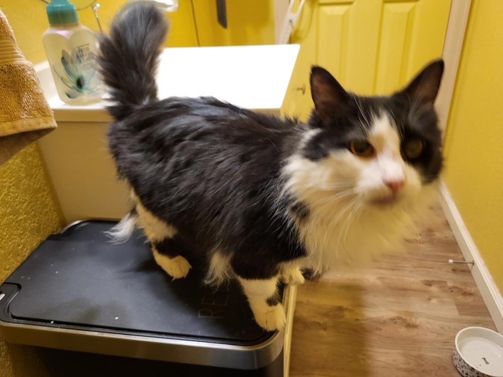 SWEETIE, Adoptable, Adult Female Domestic Medium Hair.