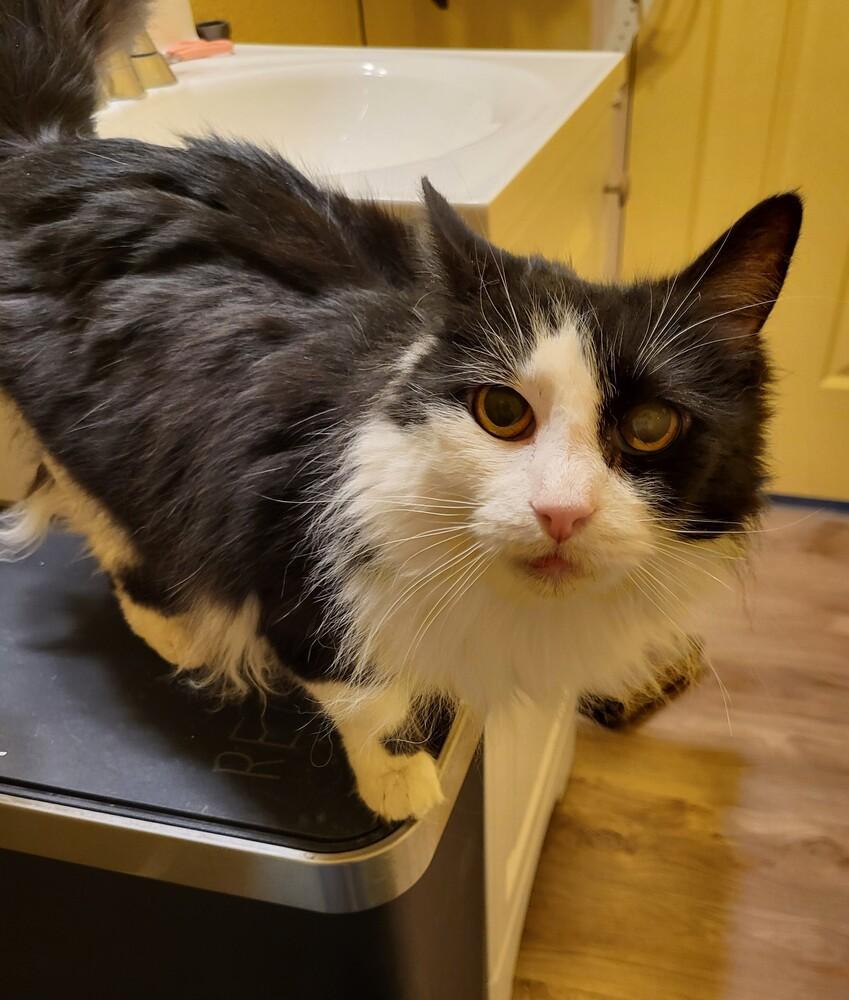 SWEETIE, a Adoptable Domestic Medium Hair in Broomfield, CO image 2/3