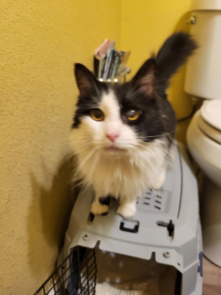 SWEETIE, a Adoptable Domestic Medium Hair in Broomfield, CO image 3/3