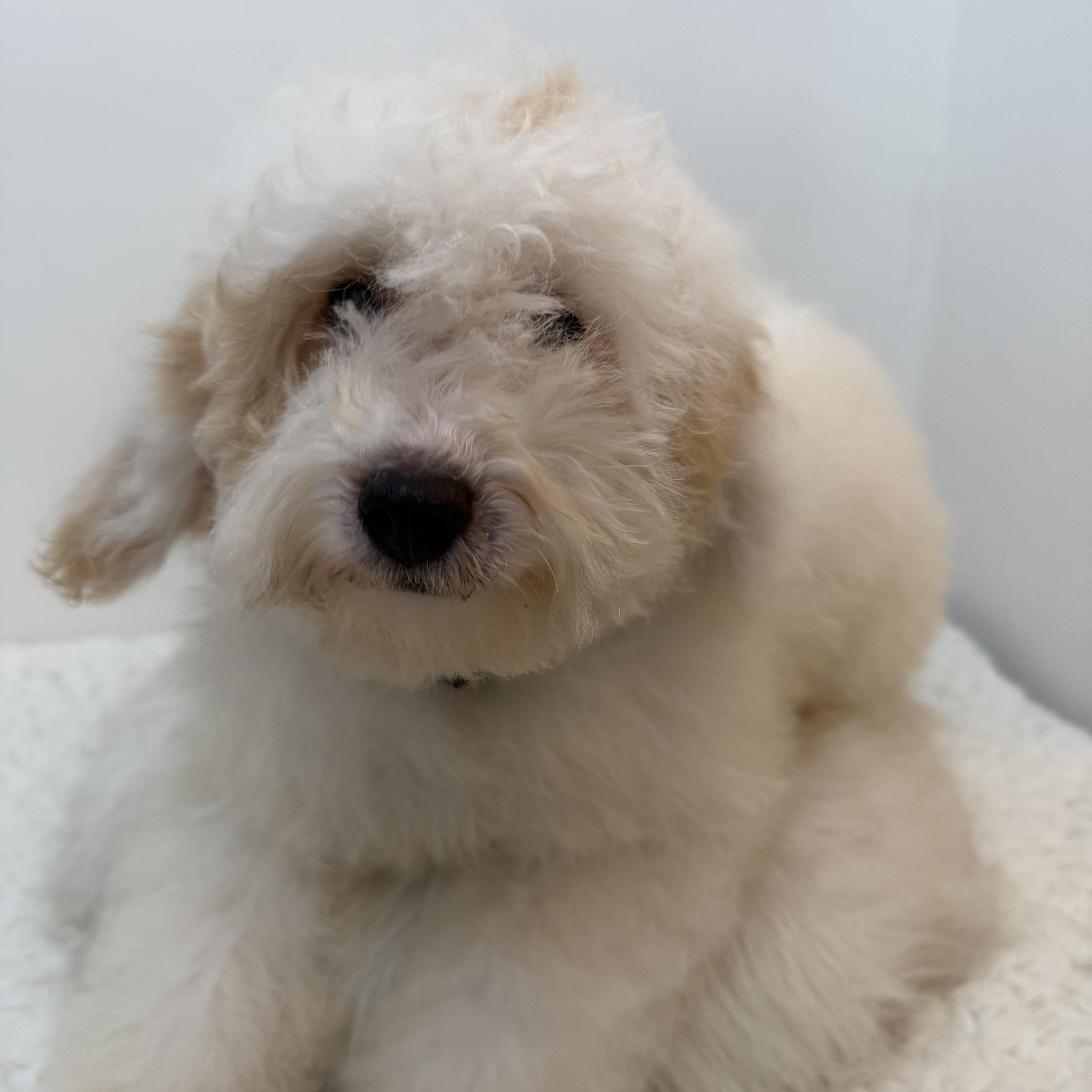Springer, an adopted Goldendoodle in Wrightstown, NJ image 5/6