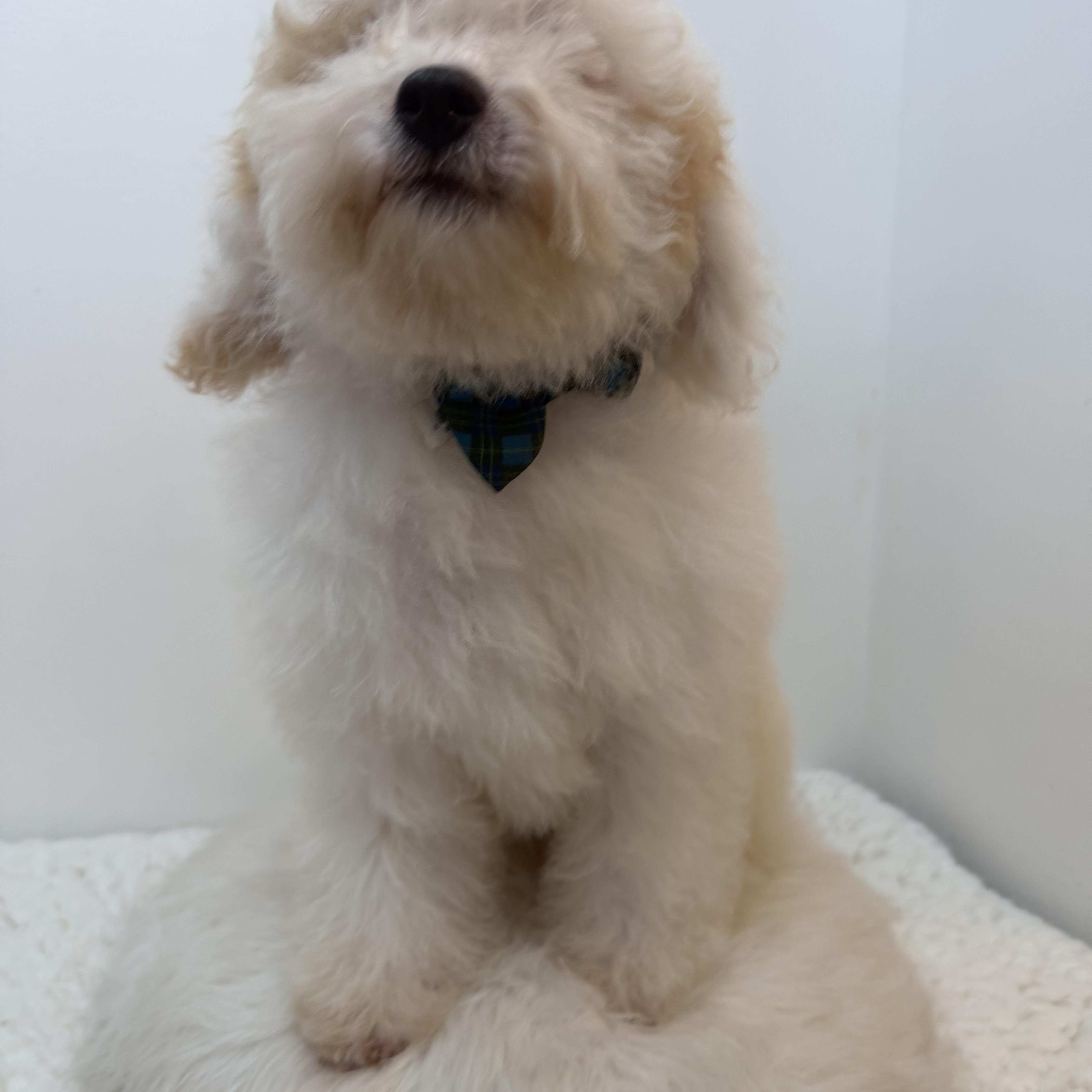 Springer, an adopted Goldendoodle in Wrightstown, NJ image 4/6