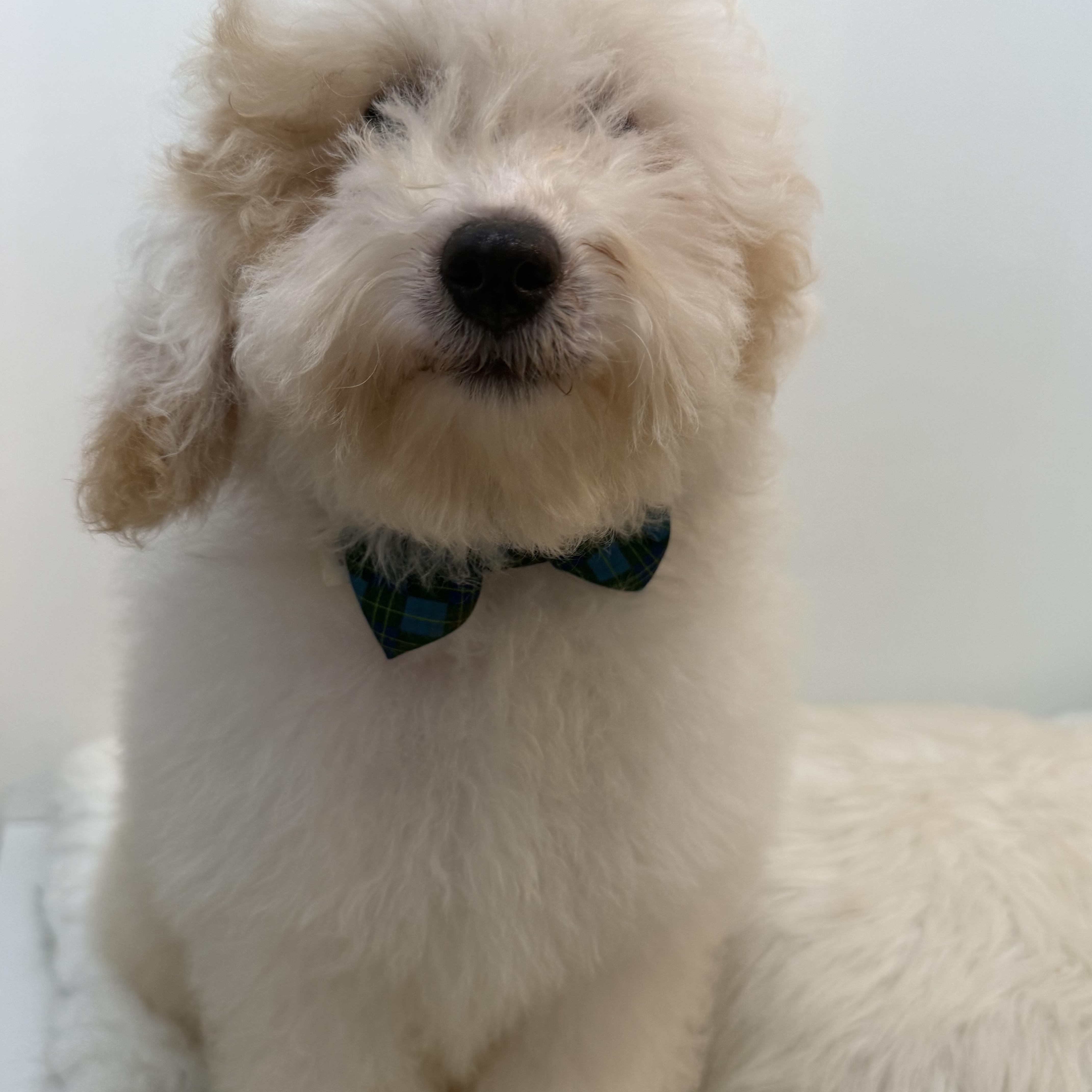 Springer, an adopted Goldendoodle in Wrightstown, NJ image 6/6