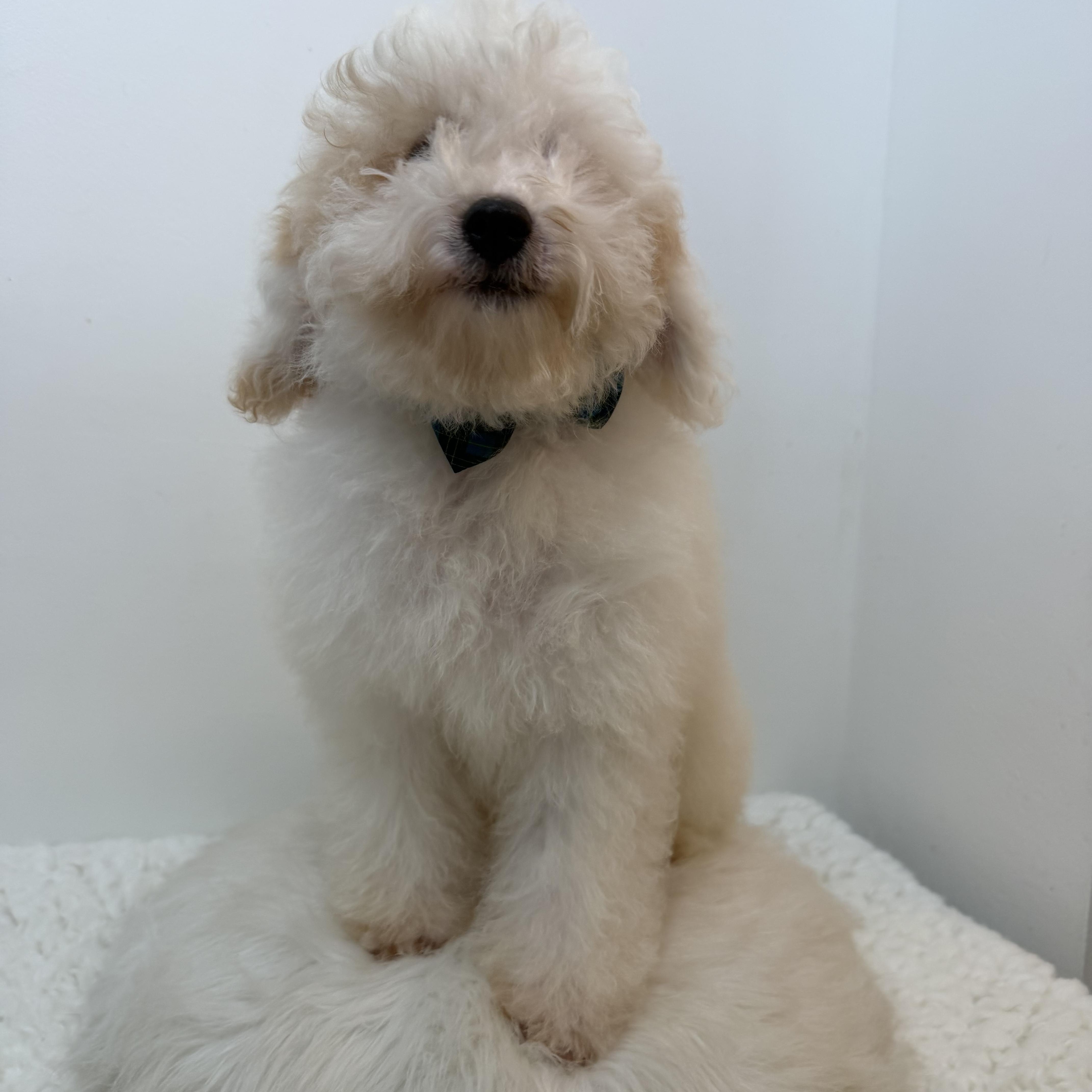Springer, an adopted Goldendoodle in Wrightstown, NJ image 2/6