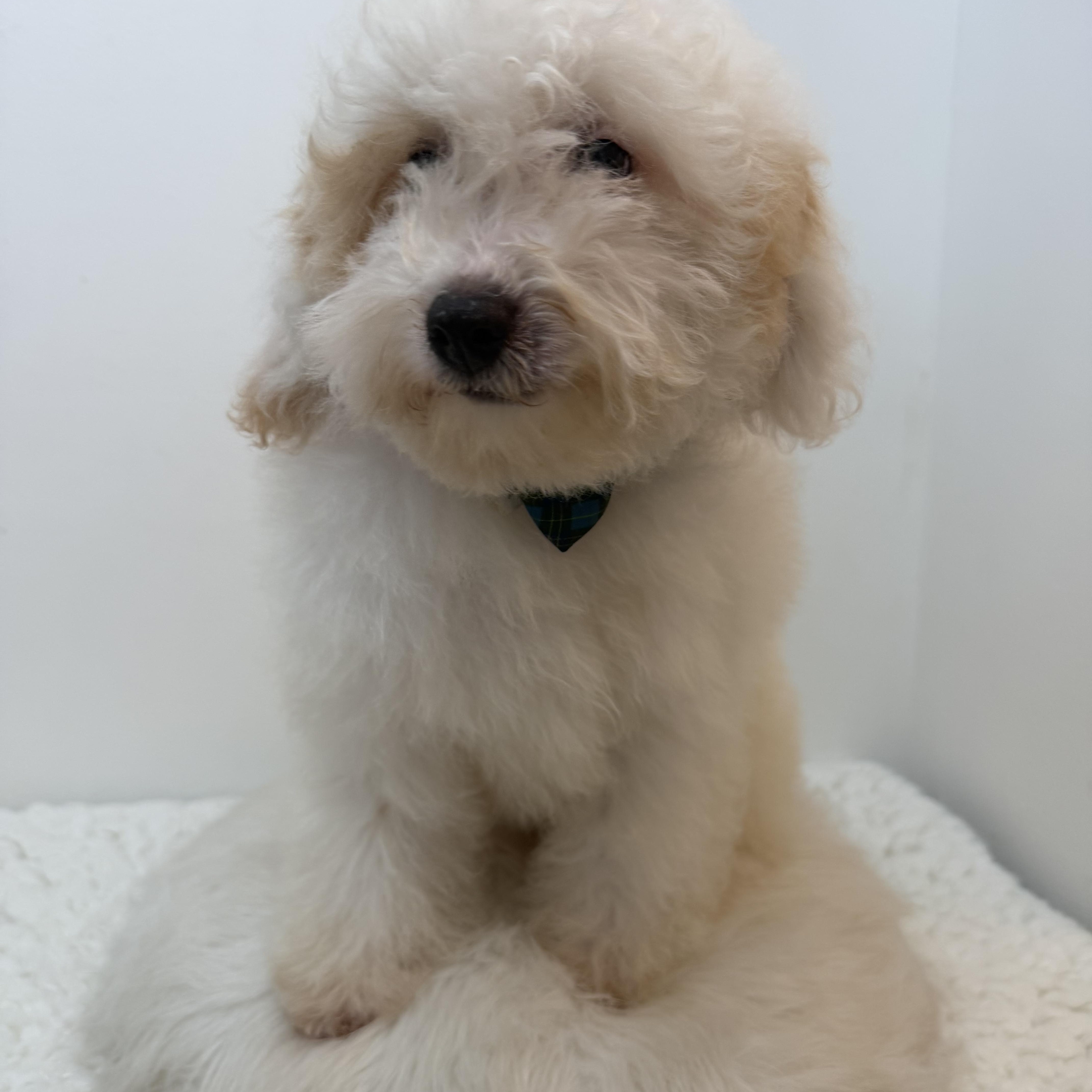 Springer, an adopted Goldendoodle in Wrightstown, NJ image 1/6