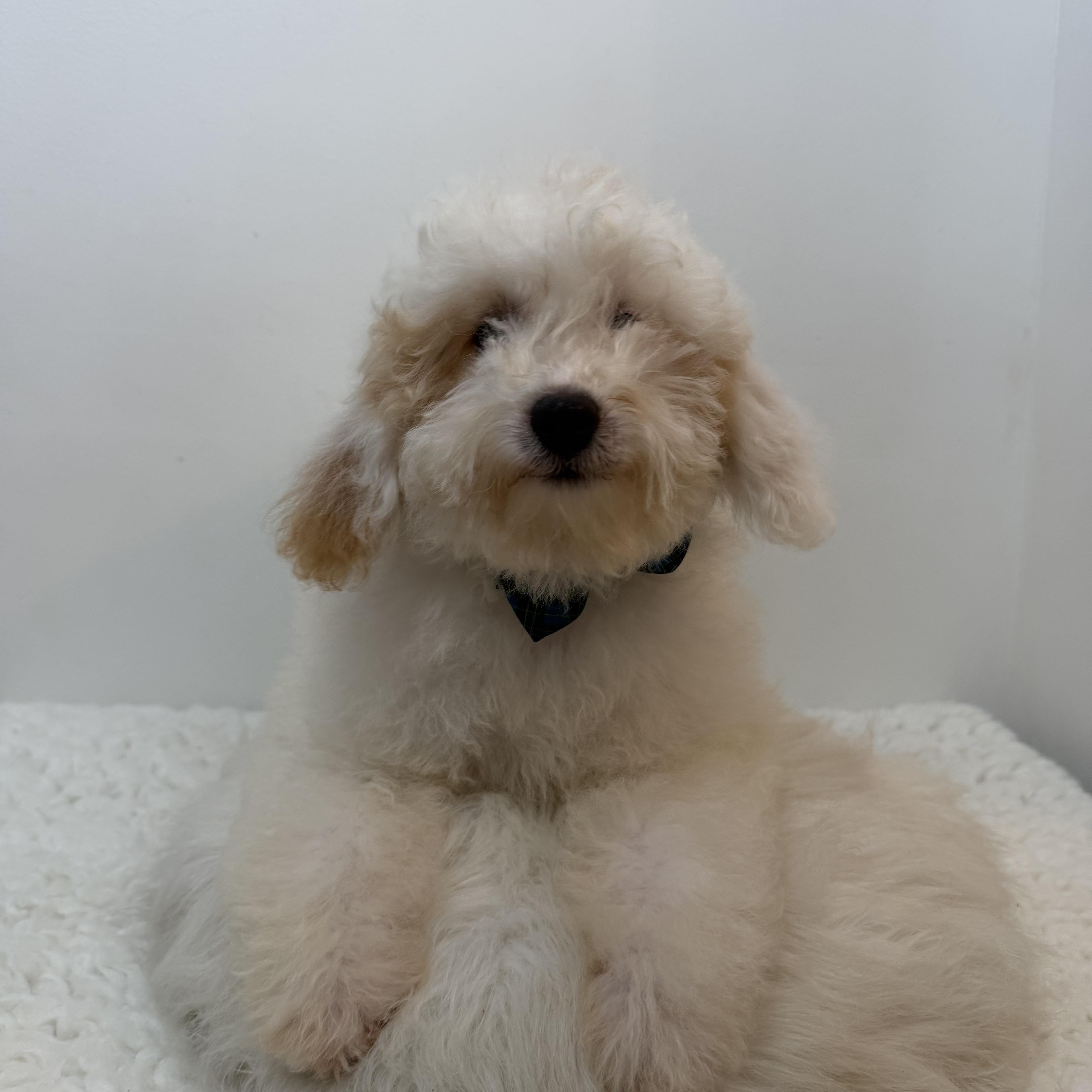 Springer, an adopted Goldendoodle in Wrightstown, NJ image 3/6