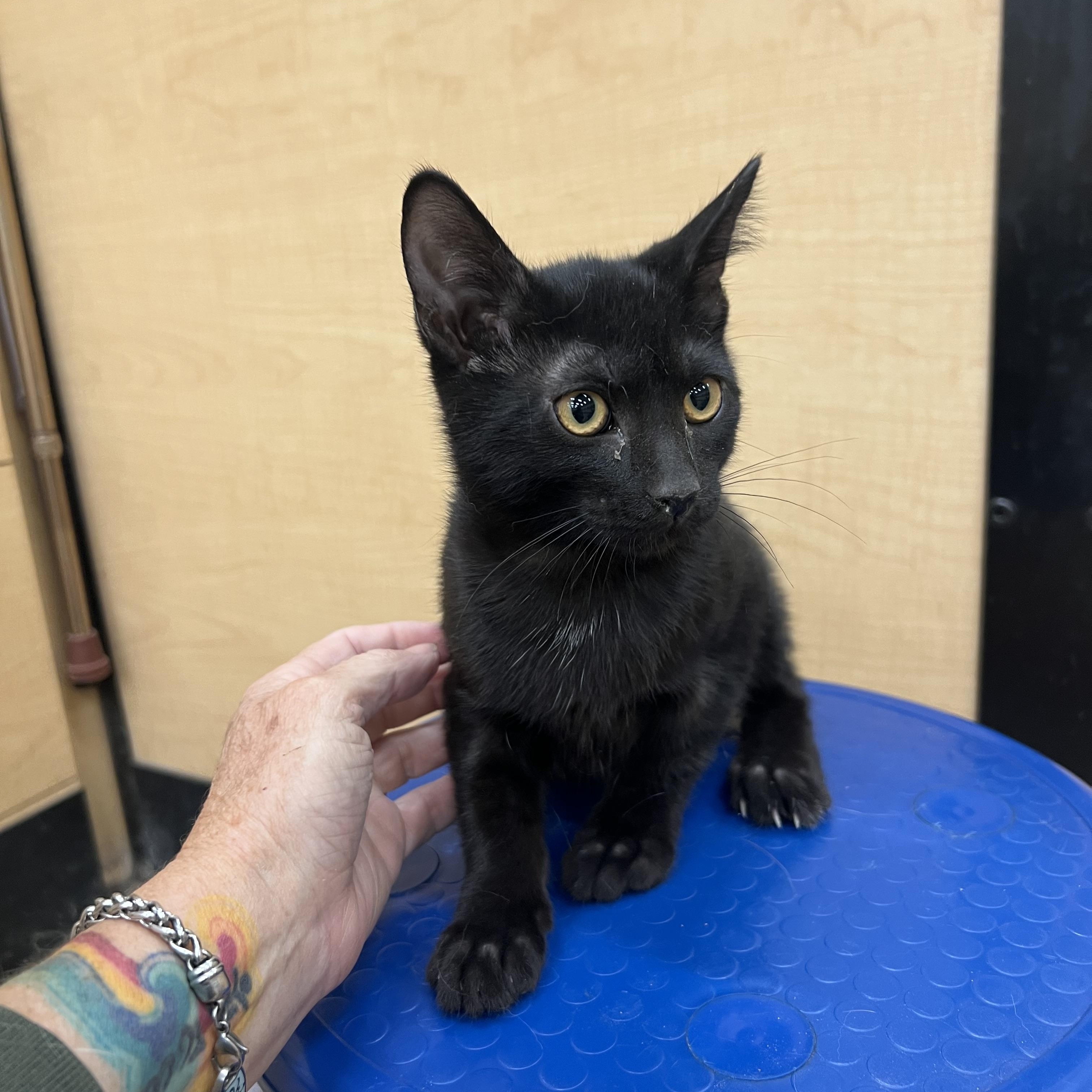Oboe, ADOPTABLE, Kitten Female Domestic Short Hair.