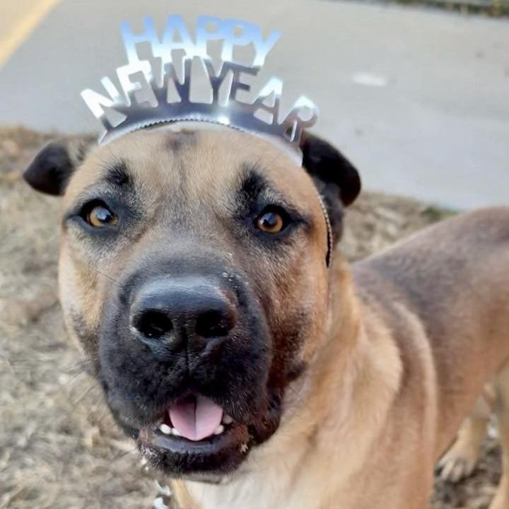 Enlarge Lurch, a Adoptable mixed breed in Concord, NC image 1/6