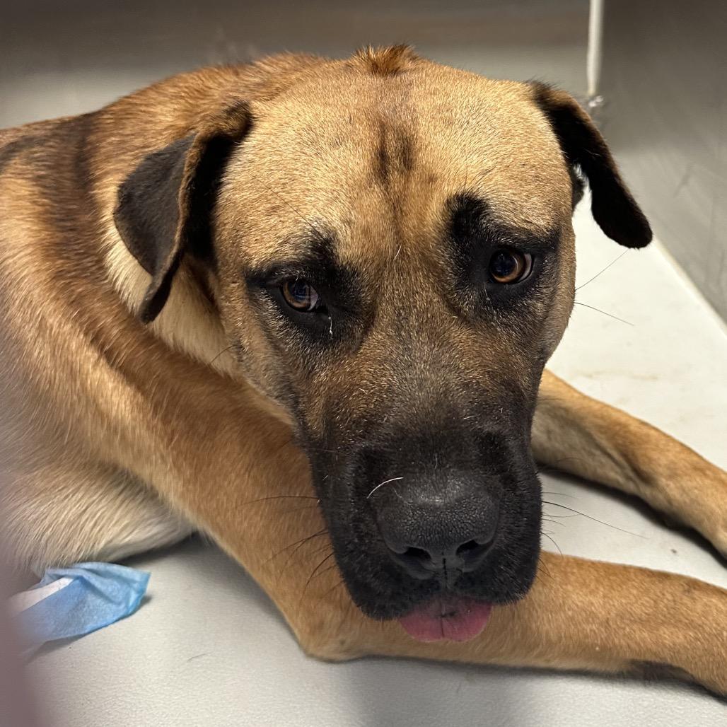 Enlarge Lurch, a Adoptable mixed breed in Concord, NC image 3/6