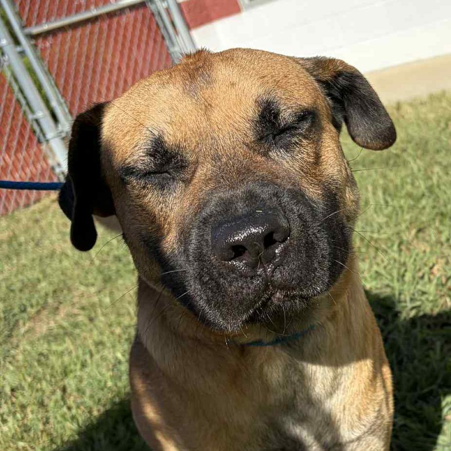 Enlarge Lurch, a Adoptable mixed breed in Concord, NC image 4/6