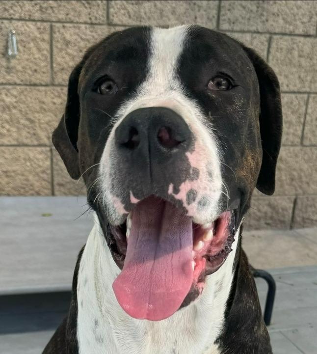 Moose (Courtesy Post) - Adopt Me!, Adoptable, Young Male Mastiff.