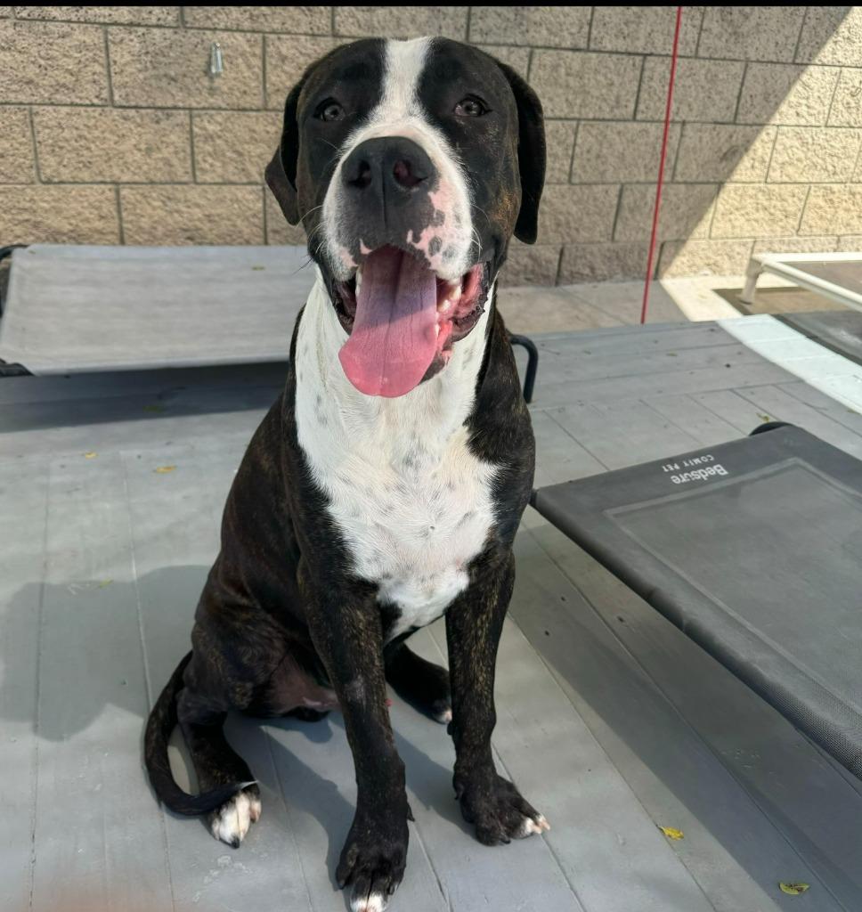 Moose (Courtesy Post) - Adopt Me!, a Adoptable mixed breed in Lake Forest, CA image 2/6