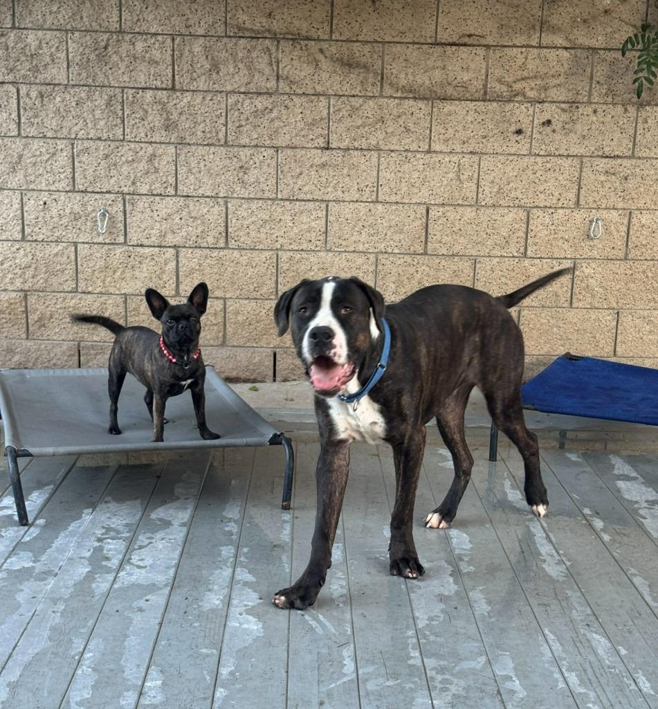 Moose (Courtesy Post) - Adopt Me!, a Adoptable mixed breed in Lake Forest, CA image 3/6