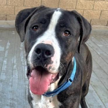 Moose (Courtesy Post) - Adopt Me!, a Adoptable mixed breed in Lake Forest, CA image 4/6
