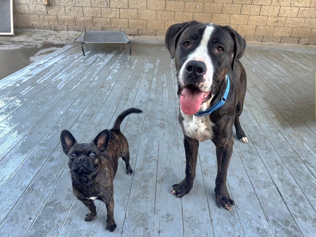 Moose (Courtesy Post) - Adopt Me!, a Adoptable mixed breed in Lake Forest, CA image 5/6