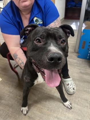 Enlarge Tetris, a Adoptable mixed breed in Gainesville, FL image 1/3