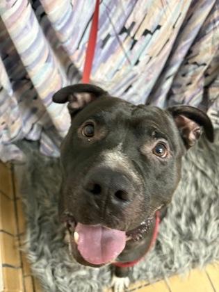 Enlarge Tetris, a Adoptable mixed breed in Gainesville, FL image 1/1