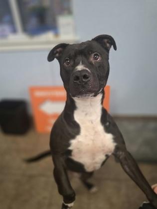 Enlarge Tetris, a Adoptable mixed breed in Gainesville, FL image 3/3