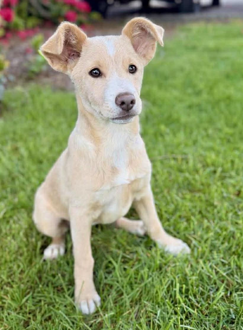 Mango, an adopted mixed breed in Silvana, WA image 3/6