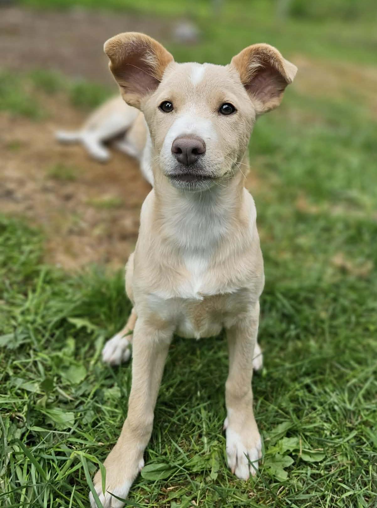 Mango, an adopted mixed breed in Silvana, WA image 4/6