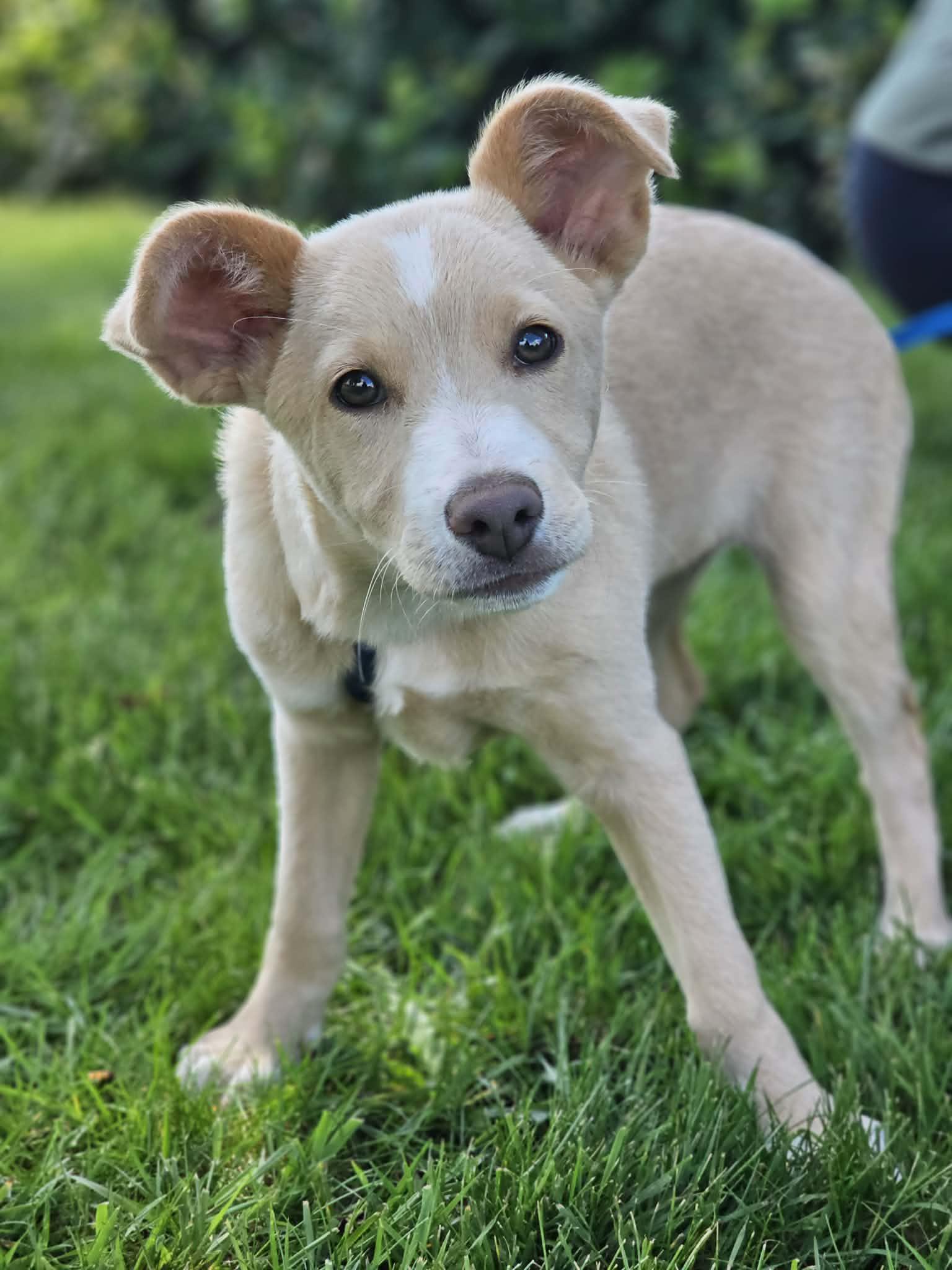 Mango, an adopted mixed breed in Silvana, WA image 2/6