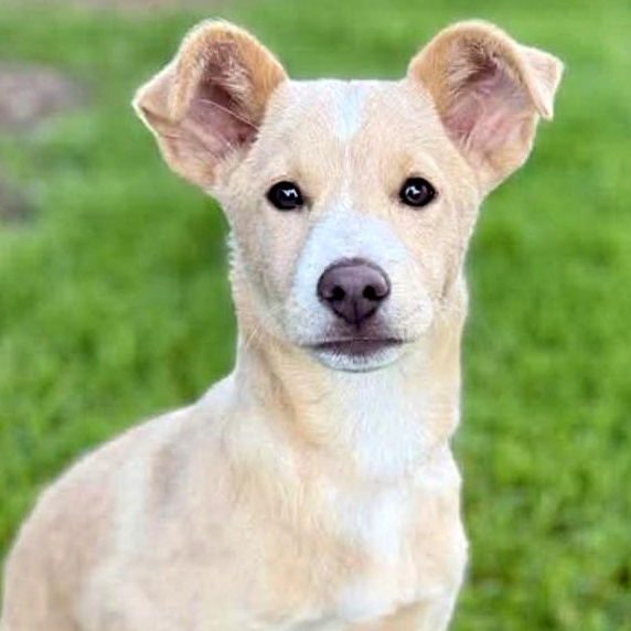 Mango, an adopted mixed breed in Silvana, WA image 1/6