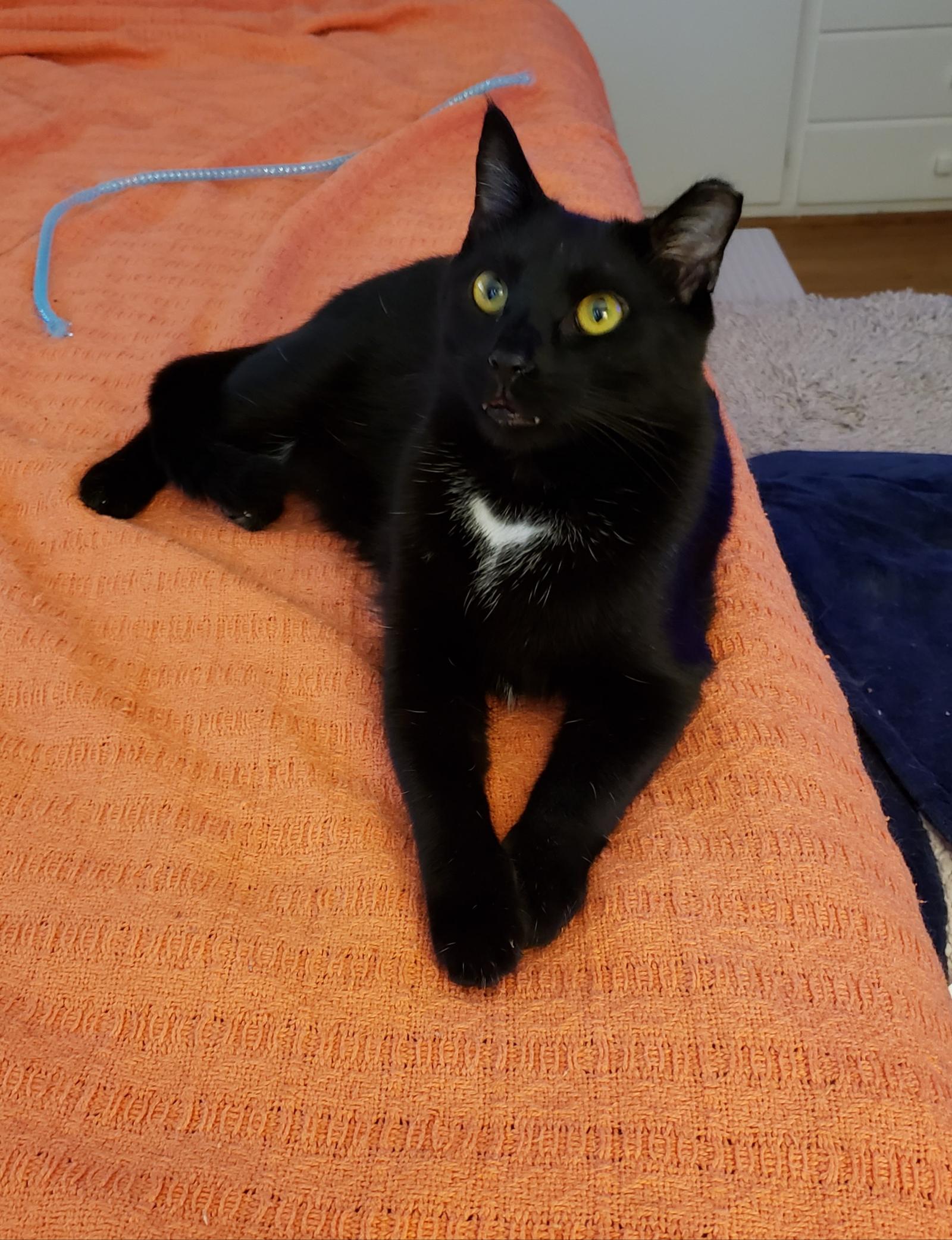 Enlarge Bug, a Adoptable Domestic Short Hair in Camden, SC image 1/3