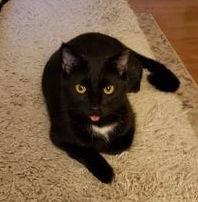 Enlarge Bug, a Adoptable Domestic Short Hair in Camden, SC image 2/3