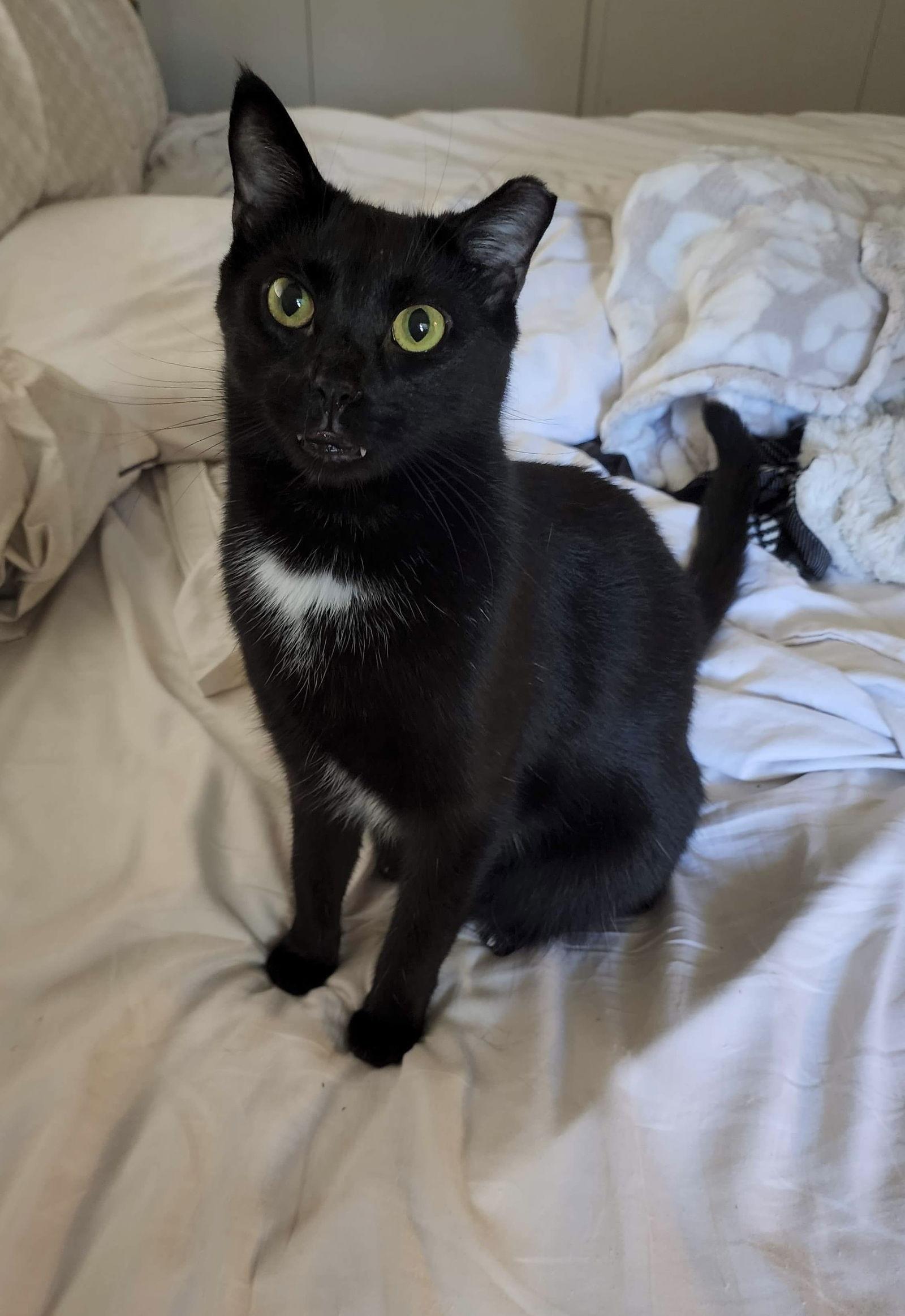 Bug, Adoptable, Young Male Domestic Short Hair.