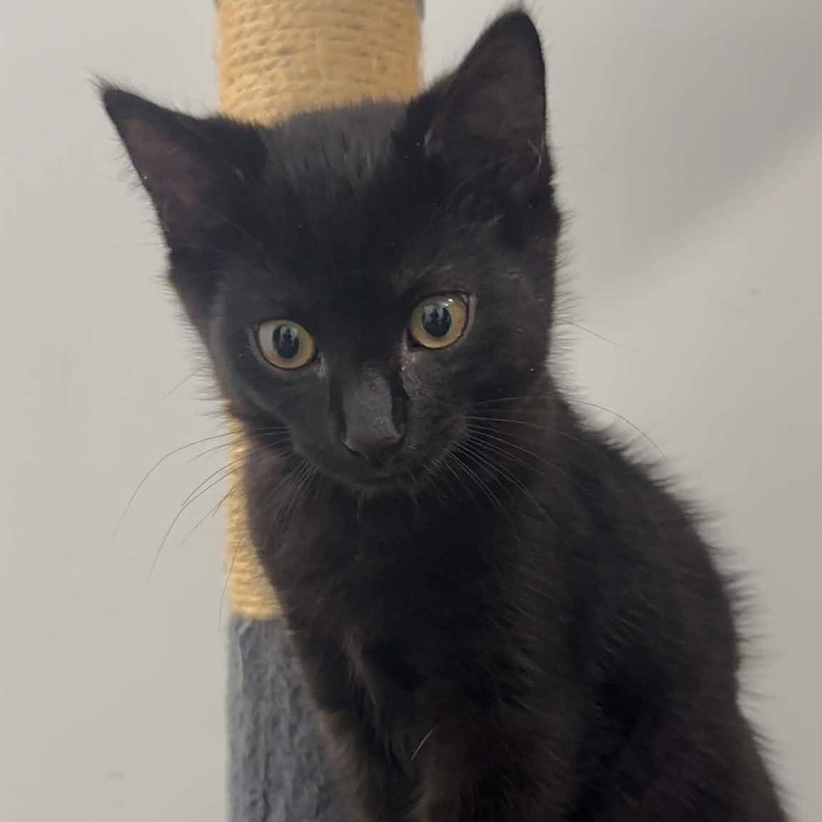 Michaelangelo, ADOPTABLE, Kitten Male American Shorthair.