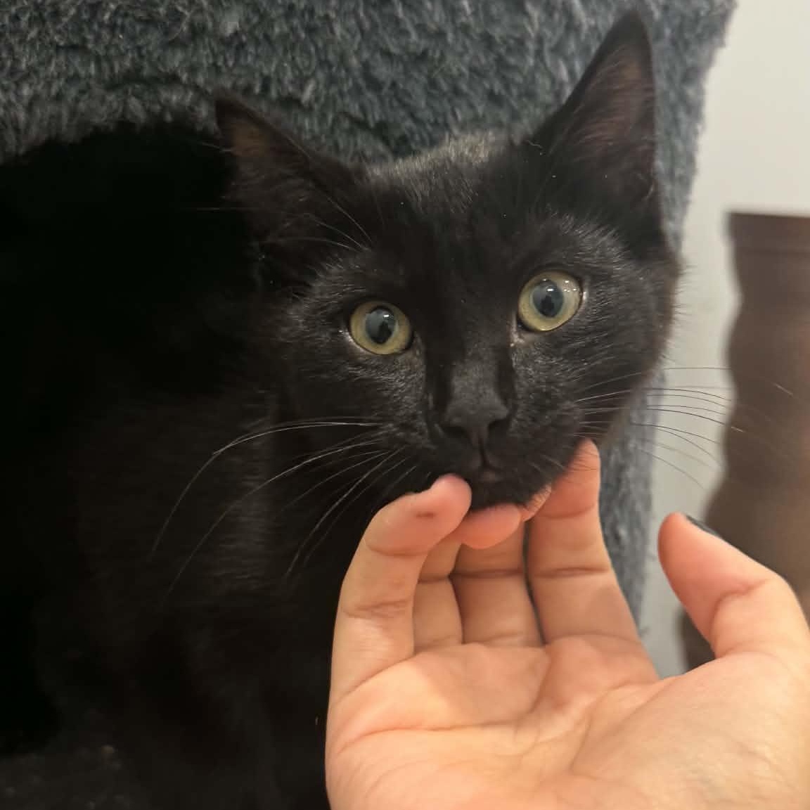 Enlarge Michaelangelo, a ADOPTABLE American Shorthair in Danbury, CT image 3/3