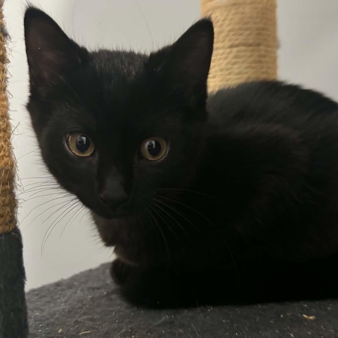 Enlarge Michaelangelo, a ADOPTABLE American Shorthair in Danbury, CT image 2/3