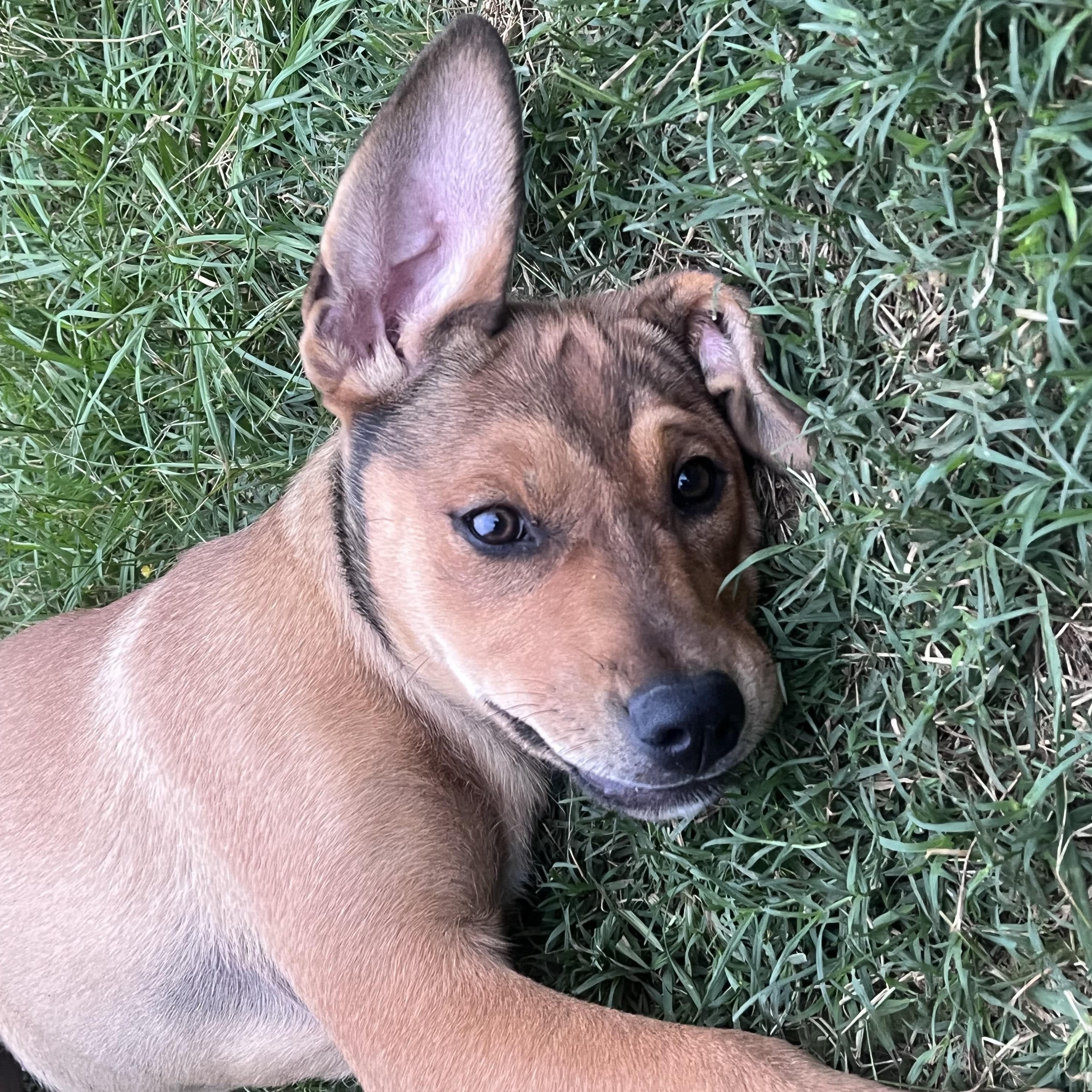 Enlarge Missy, a Adoptable mixed breed in Taos, NM image 1/3