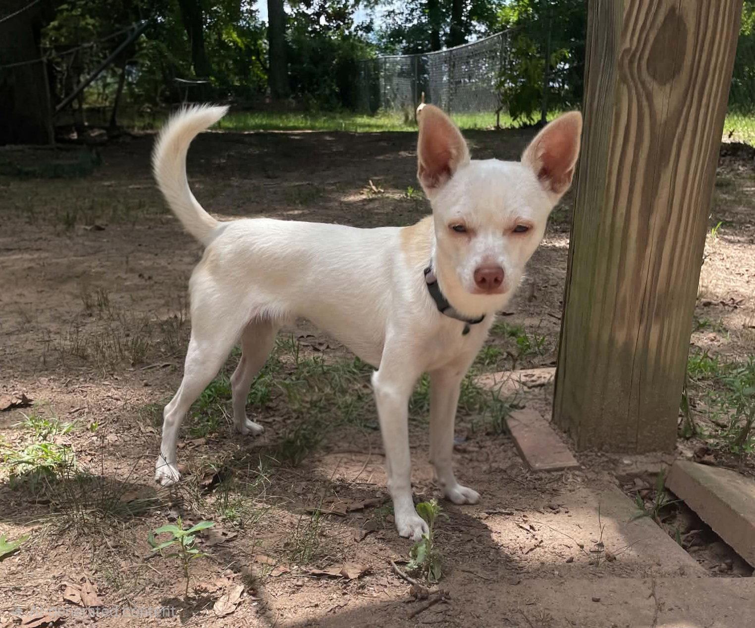 Enlarge SIR CHARLES, a Adoptable Chihuahua in Social Circle, GA image 2/3