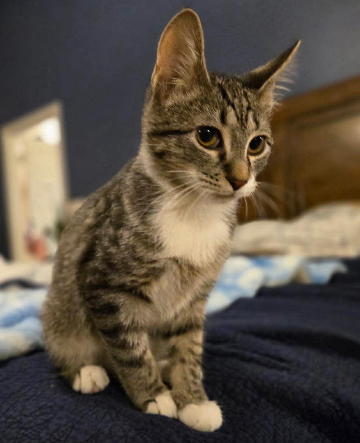 Enlarge Nutter Butter (Tara-fostered in NH), an adoption pending mixed breed in Milford, NH image 4/4