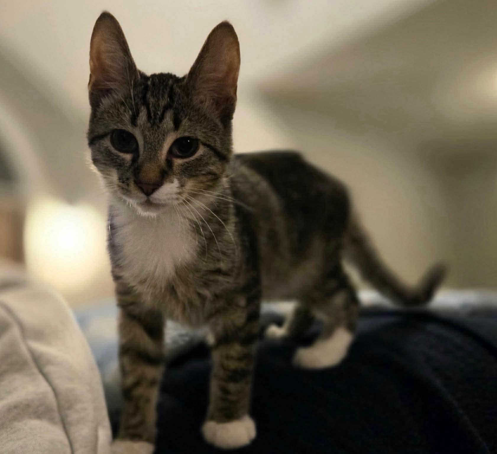 Enlarge Nutter Butter (Tara-fostered in NH), an adoption pending mixed breed in Milford, NH image 3/4