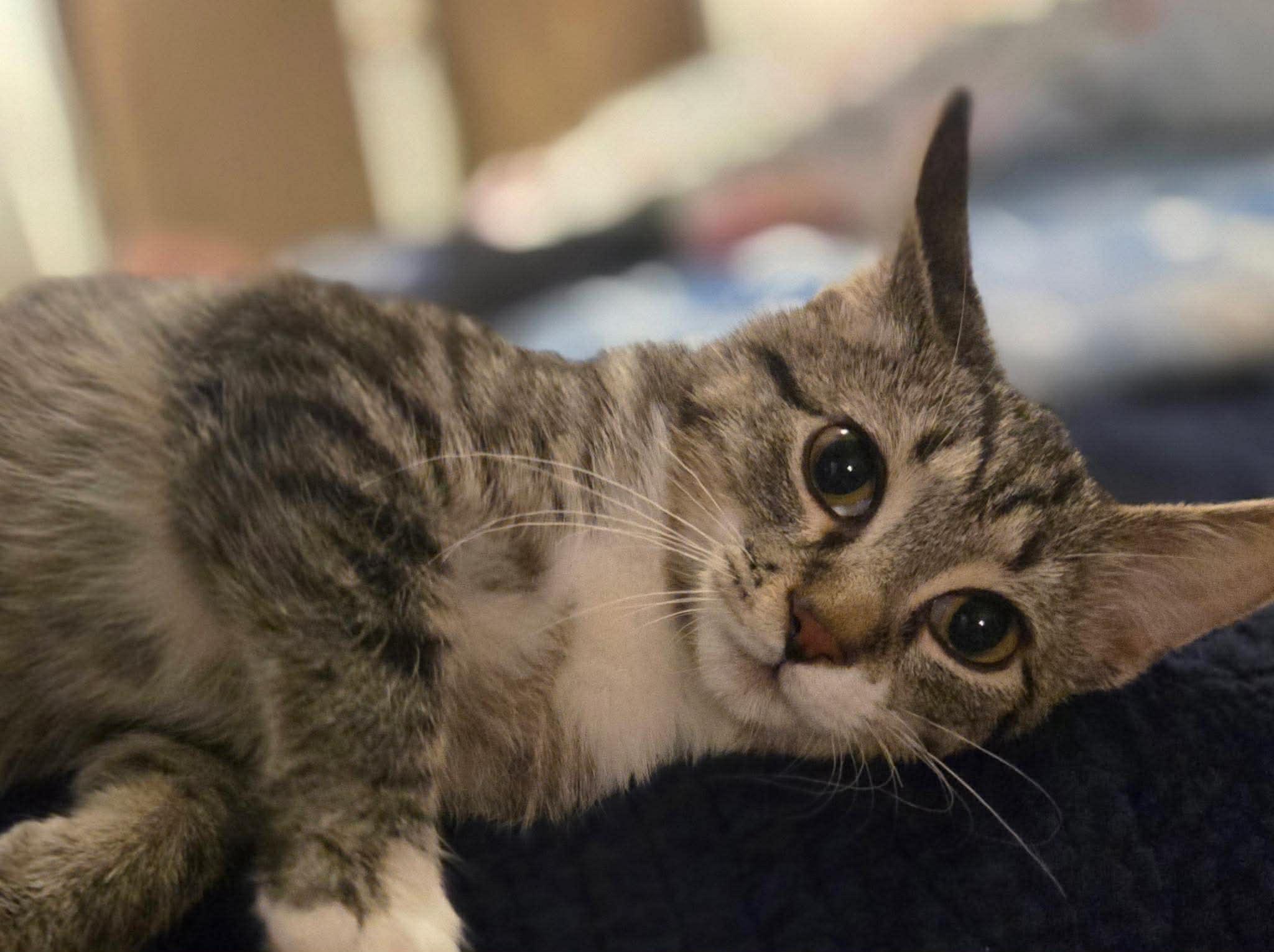 Nutter Butter (Tara-fostered in NH), adopted, Kitten Male Tabby & Domestic Short Hair.